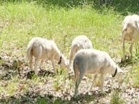 7 ewes lambs and 4 ram lambs