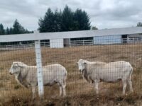 2 SCHSIA Registered 2021 Rams For Sale