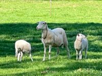 2024 Lambs for Sale