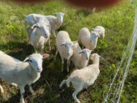 Several St. Croix young Rams for sale - Tennessee